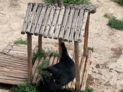-青藏高原野生动物园
