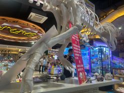 -卡通尼·Safari非洲探索乐园·生日会(金桥国际商业广场店)