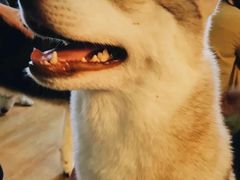 -Husky Go! 哈士奇体验馆·宠物咖啡厅狗咖