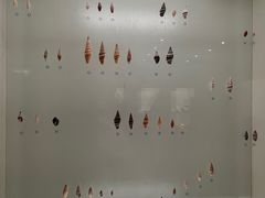 -青岛贝壳博物馆