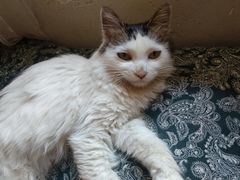 -瑞派动物医院·绝育·犬猫全科·预防医学(光景江南中店)