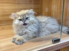 -猫十亿·布偶金渐层·曼基康矮脚猫舍(青年路店)