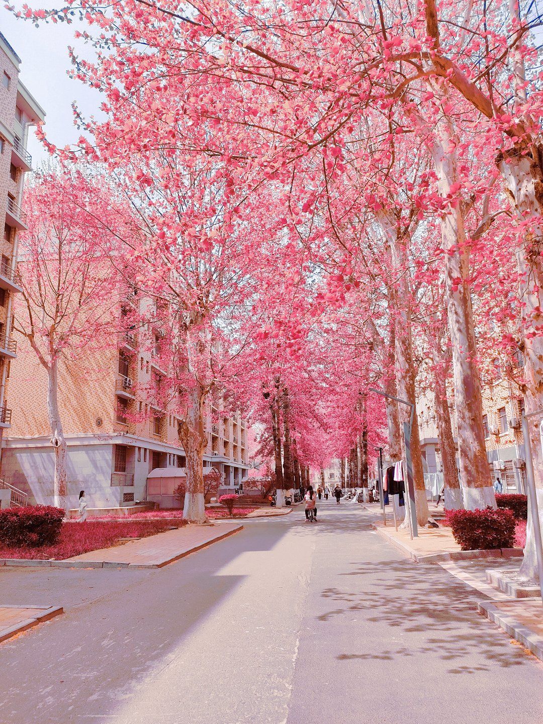 校园里的樱花,美翻了!