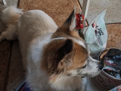 -达爱动物医院·犬猫分区·CT·复杂眼科(远洋山水分院)