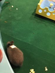 -酷嗒动物文化乐园(cutezoo西溪乐天城店)