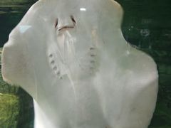-太奥幻太奇海洋馆