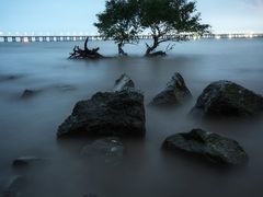 -宝安西湾红树林湿地公园