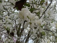 -广州白江湖森林公园