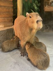 -Zoolung Zoolung动物主题公园(海信广场店)