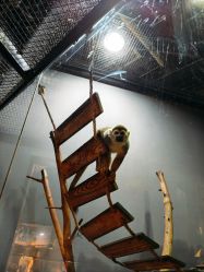 -未来动物城主题公园(正弘城店)