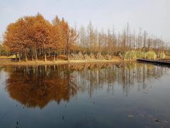 -长广溪湿地公园