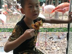 -白虎自助餐厅·真老虎·景观自助餐厅(广州长隆酒店)
