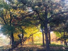 -大望京公园