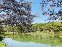 -昆山城市生态森林公园