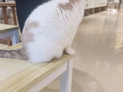 -藏猫猫咖啡主题馆(中央大道店)