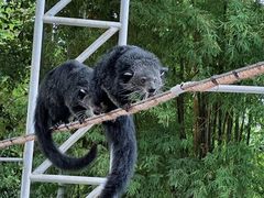 -清迈夜间动物园