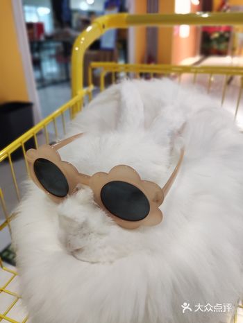 郑州安哥拉巨兔体验馆 这里每个细节都超温馨