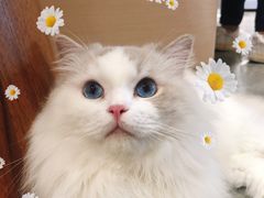 -瞄一喵猫咖(格力海岸店)