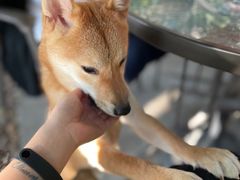 -柴犬高等学院·狗咖·柴犬售卖·宠物训练