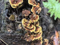 -午潮山国家森林公园