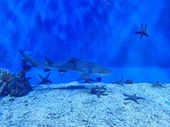 -太平洋海底世界