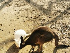 -上海动物园(地铁站)