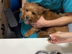 -pd派德宠物中心医院24H急重症·眼科中心·血液透析中心(嵩山北路店)