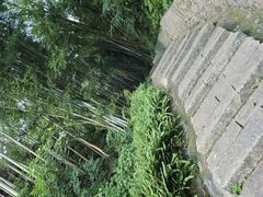 -黄埔油麻山森林公园
