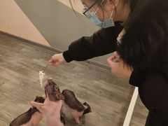 -浣熊柯尔鸭土拨鼠·电玩咖