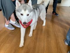 -Husky Go! 哈士奇体验馆·宠物咖啡厅狗咖