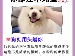 -唐小姐の猫狗洗护·购宠旗舰店(周浦万达店)