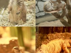 -海合安武汉极地海洋公园