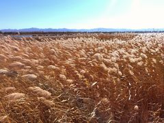 -野鸭湖国家湿地公园