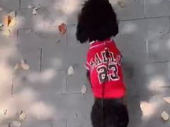 -安安宠医·安宠宠物医院