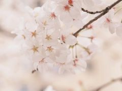 -高东镇樱花园