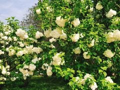 -上海共青森林公园