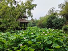 -桂湖森林公园