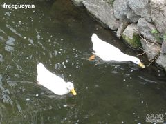 鸭子-北京水岸山吧度假村(雁栖镇店)