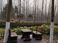 -合肥滨湖国家森林公园