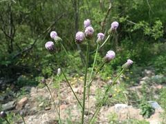 -鹫峰国家森林公园