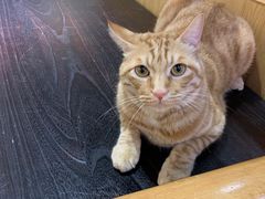 -滚猫咖啡·猫咖·猫友好撸猫(未来城店)