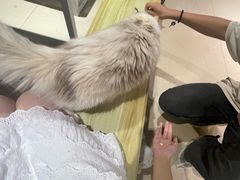 -藏猫猫咖啡主题馆(中央大道店)