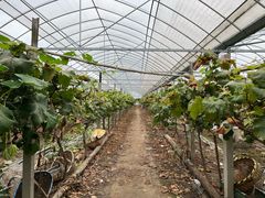 -马陆小张葡萄园农家乐