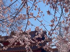 -桃花堤公园