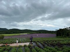 -济州森林小火车生态公园