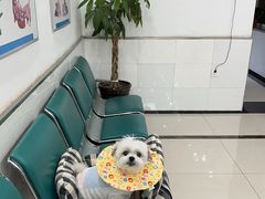 -派美特宠物医院·核磁CT·骨科肿瘤·疑难转诊(沈农禾丰店)