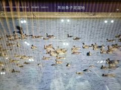 -盐城丹顶鹤湿地生态旅游区
