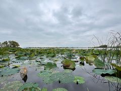 -苏州太湖湖滨国家湿地公园