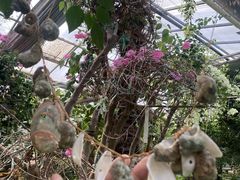 -呀路古热带植物园