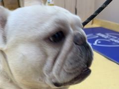 -芭比堂动物医院·犬猫全科·异宠专科(雁塔分院)